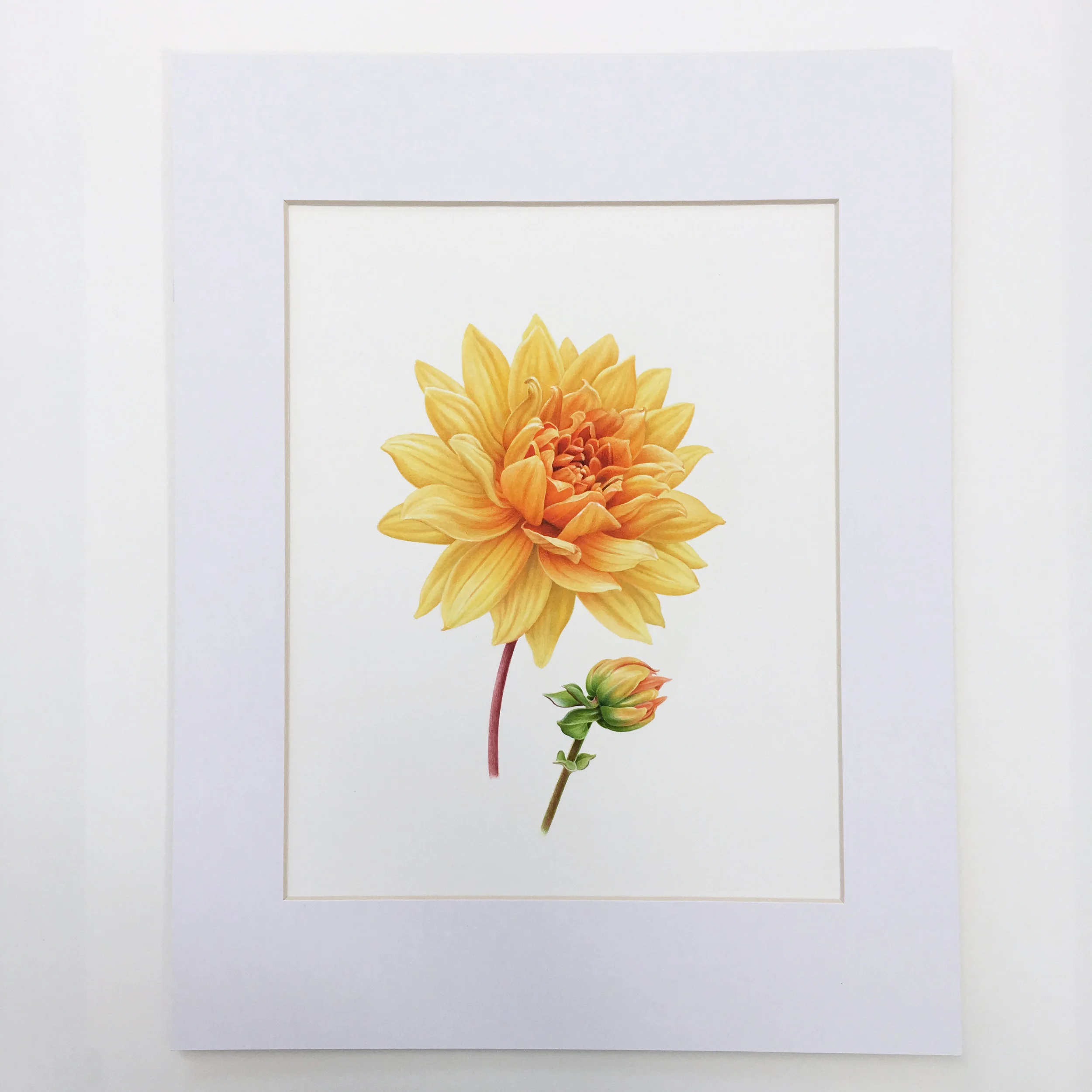 Prince of Orange Dahlia